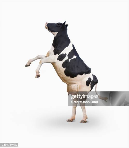 rearing holstein cow on white - koe stockfoto's en -beelden