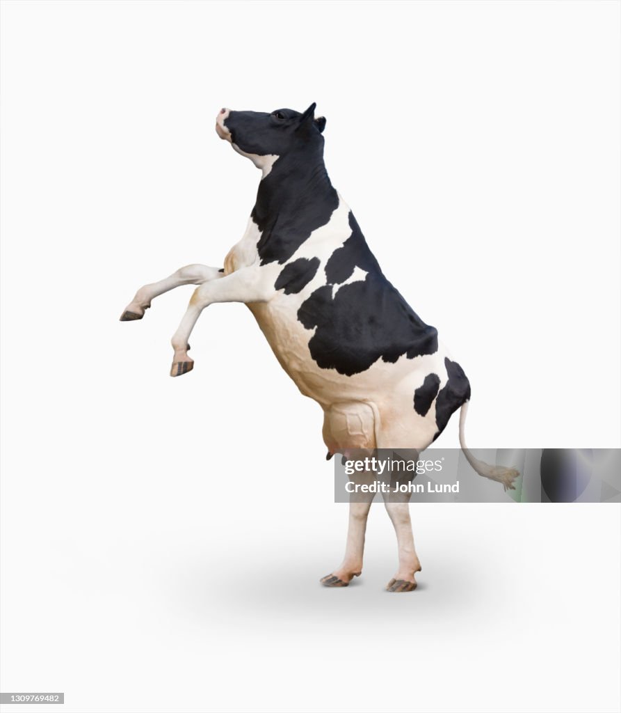 Rearing Holstein Cow On White High-Res Stock Photo - Getty Images