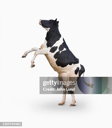 Rearing Holstein Cow On White Rearing Holstein Cow On White