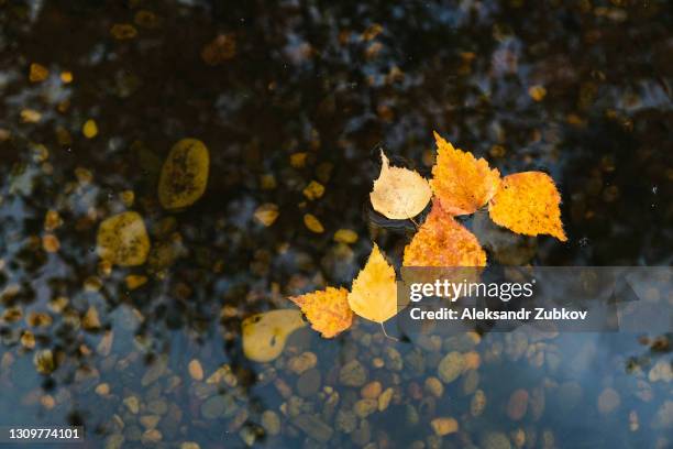 beautiful autumn landscape. fallen yellow and orange leaves in the clear water of a pond or pond, against the background of a stone bottom. foliage in the water. wallpaper or screen saver for your desktop. - noviembre fotografías e imágenes de stock