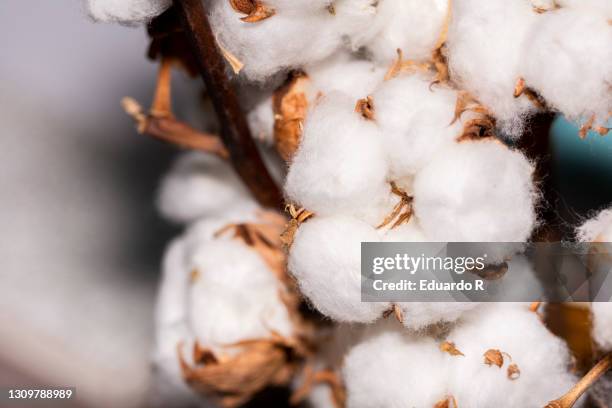 cotton plant - cotton plant stock-fotos und bilder