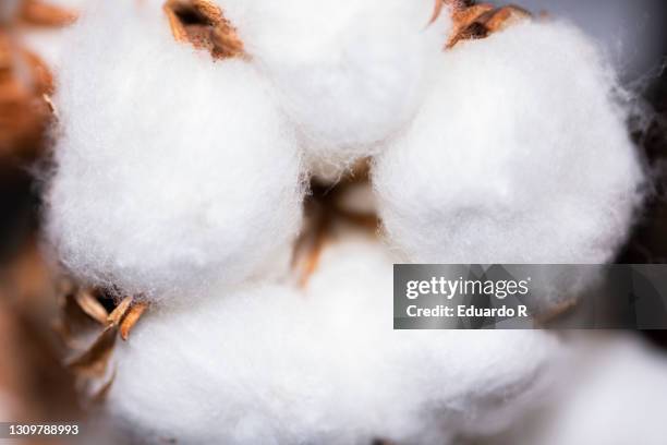 cotton plant - cotton plant stock-fotos und bilder