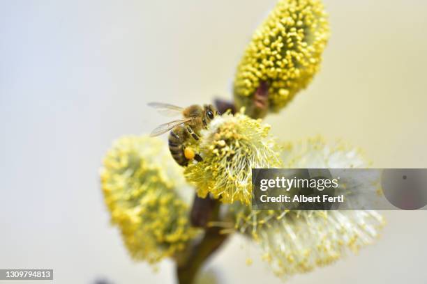 weidenkätzchen mit biene - pussy willow stock pictures, royalty-free photos & images