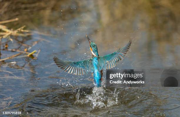 hermoso pescador común - common kingfisher fotografías e imágenes de stock