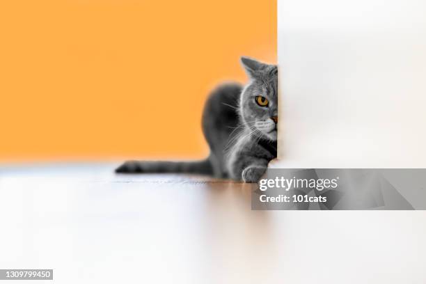 aggressivo gatto a pelo corto britannico che guarda con un occhio da dietro il muro - aggressione foto e immagini stock