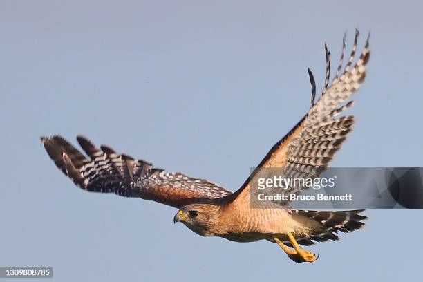 An red-shouldered hawk as photographed at the Green Cay Nature Center and Wetlands on March 27, 2021 in Boynton Beach, Florida.