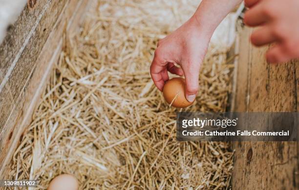 child collecting fresh eggs from an egg box - pollo ruspante foto e immagini stock