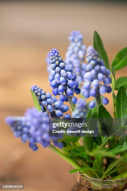 grape hyacinths - muscari armeniacum stock-fotos und bilder