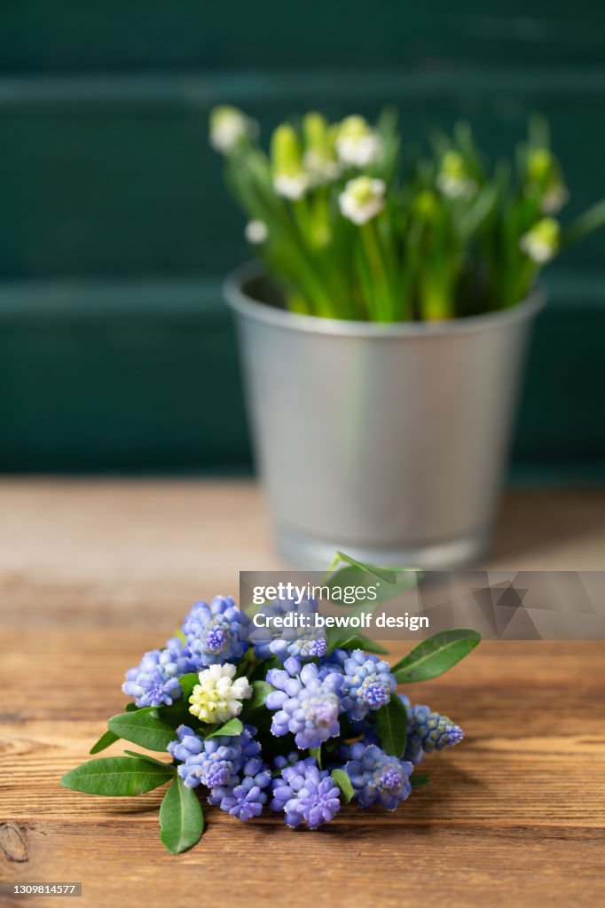 Grape hyacinths - blue
