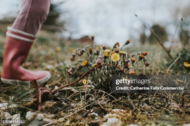 beautiful wilting weeds in an uncultivated field - child takes a step in the background - végétation fanée photos et images de collection