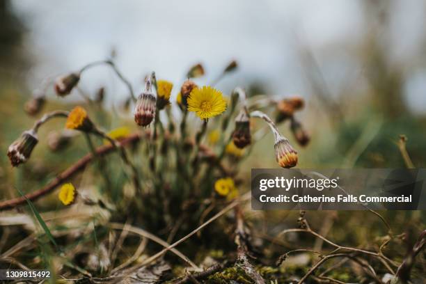 beautiful wilting weeds in an uncultivated field - végétation fanée photos et images de collection