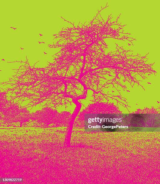 bare tree and footpath - birch texture stock illustrations