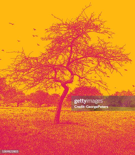 bare tree and footpath - minnesota spring stock illustrations