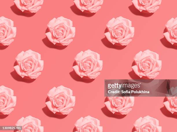 rosebuds seamless photo pattern in minimal style - rosa stock-fotos und bilder