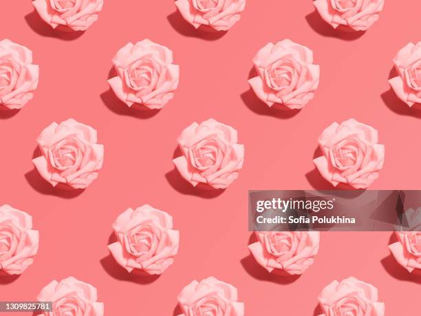 rosebuds seamless photo pattern in minimal style - rose flower background stock pictures, royalty-free photos & images