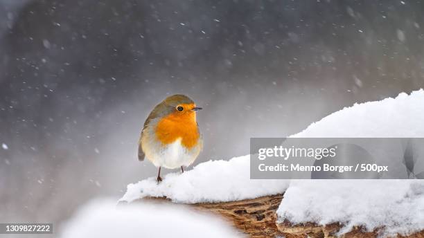 close-up of robin perching on snow covered field,mariahout,netherlands - robin fotografías e imágenes de stock