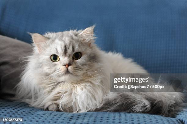 portrait of cat relaxing on chair at home - chat persan photos et images de collection