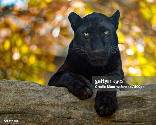 portrait of black dog sitting on tree - black leopard fotografías e imágenes de stock