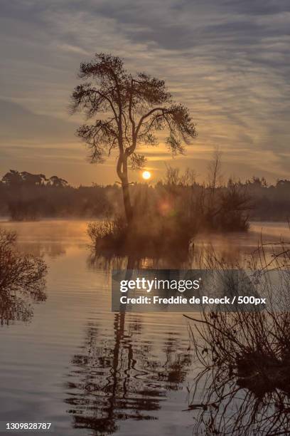 silhouette of tree by lake against sky during sunset,oisterwijkse bossen en vennen,netherlands - bossen stock pictures, royalty-free photos & images