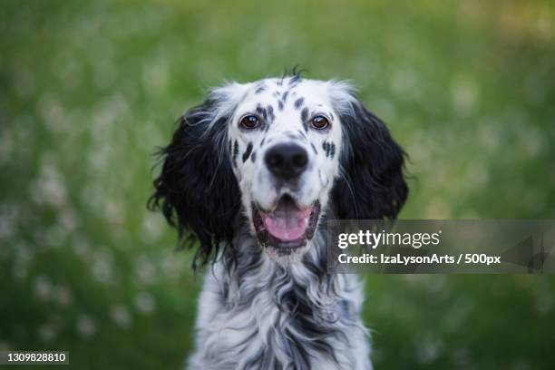 978点のイングリッシュセッターのストックフォト Getty Images 978点のイングリッシュセッターのストックフォト Getty Images