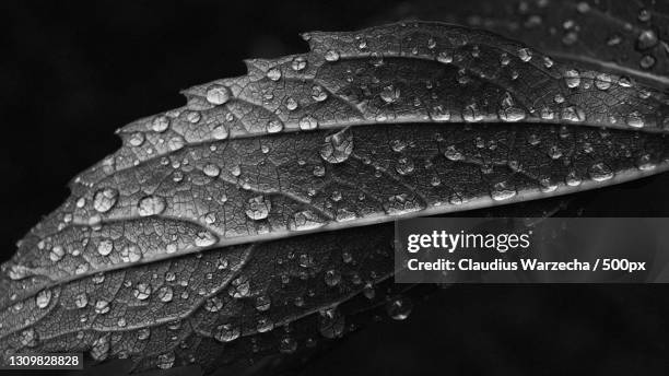 close-up of raindrops on leaf - 葉脈 ストックフォトと画像