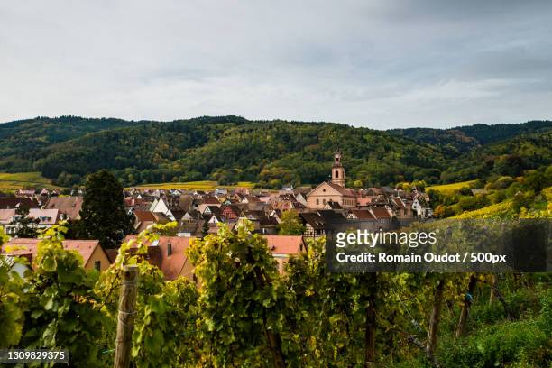 scenic view of vineyard against sky,riquewihr,france - alsatian stock pictures, royalty-free photos & images