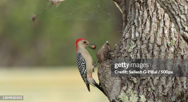 a starling feeding its babies,florida,united states,usa - woodpecker stock pictures, royalty-free photos & images