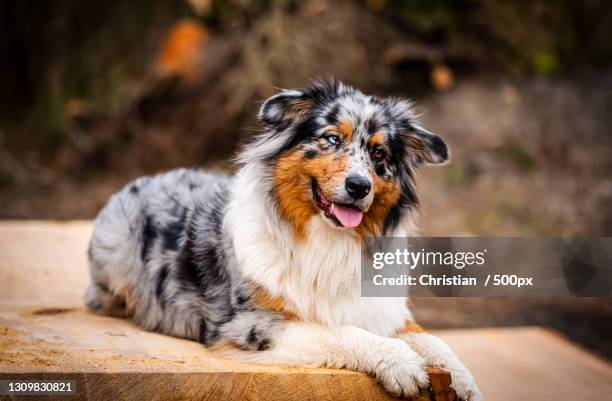 close-up of australian shepherd sitting on wood - australische herder stockfoto's en -beelden