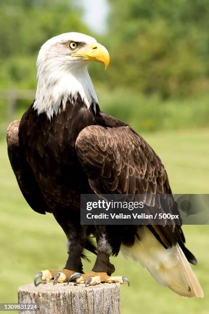 close-up of bald eagle perching on branch,united states,usa - uppflugen på en gren bildbanksfoton och bilder