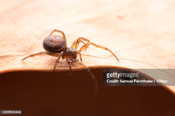 close-up of spider on leaf - brown recluse spider stockfoto's en -beelden