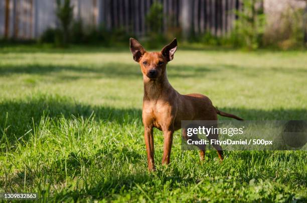 portrait of fox standing on grassy field - pincher bildbanksfoton och bilder