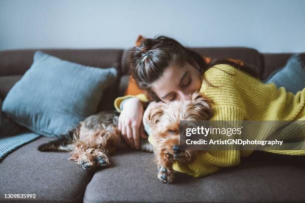 giving him a home of love. - small dogs stock pictures, royalty-free photos & images