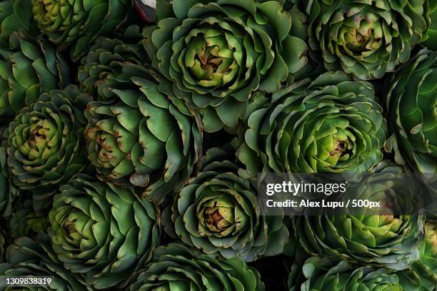 full frame shot of succulent plants,santiago,chile - artischocke stock-fotos und bilder