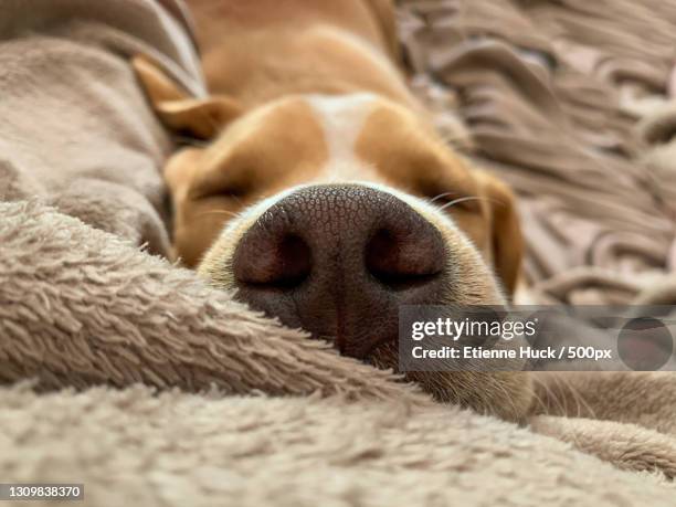 close-up of dog sleeping on bed - huck stock pictures, royalty-free photos & images