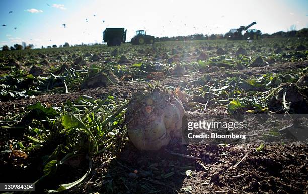 Sugar beets sit in the field after the green tops were cut off during the harvesting process in Bay City, Michigan, U.S., on Monday, Oct. 24, 2011....