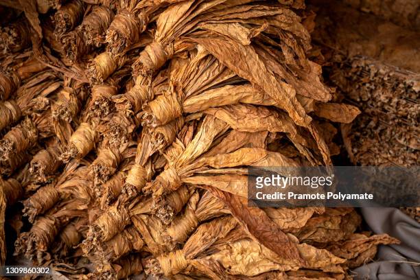 curing burley tobacco in a barn, tabacco thai - tobacco product stock photos et images de collection