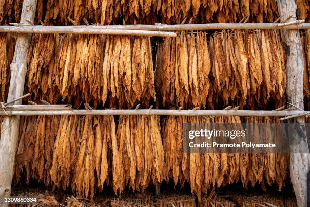 curing burley tobacco hanging in a barn, tabacco thai - tobacco product stock photos et images de collection