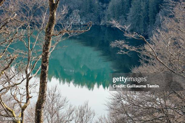 reflection in the 'lac pavin' (pavin lake) seen through the canopy - auvergne stock-fotos und bilder