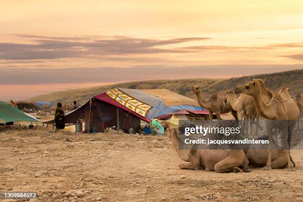 bedu people are walking around their tents in the plains of dhofar, near salalah, in oman - oman mountain stock pictures, royalty-free photos & images