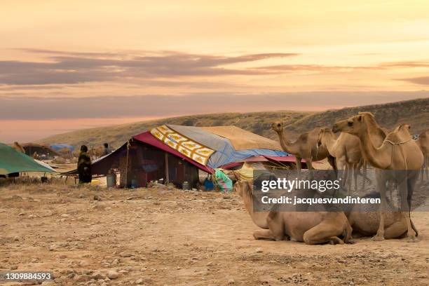 bedu people are walking around their tents in the plains of dhofar, near salalah, in oman - bedouin tent stock pictures, royalty-free photos & images