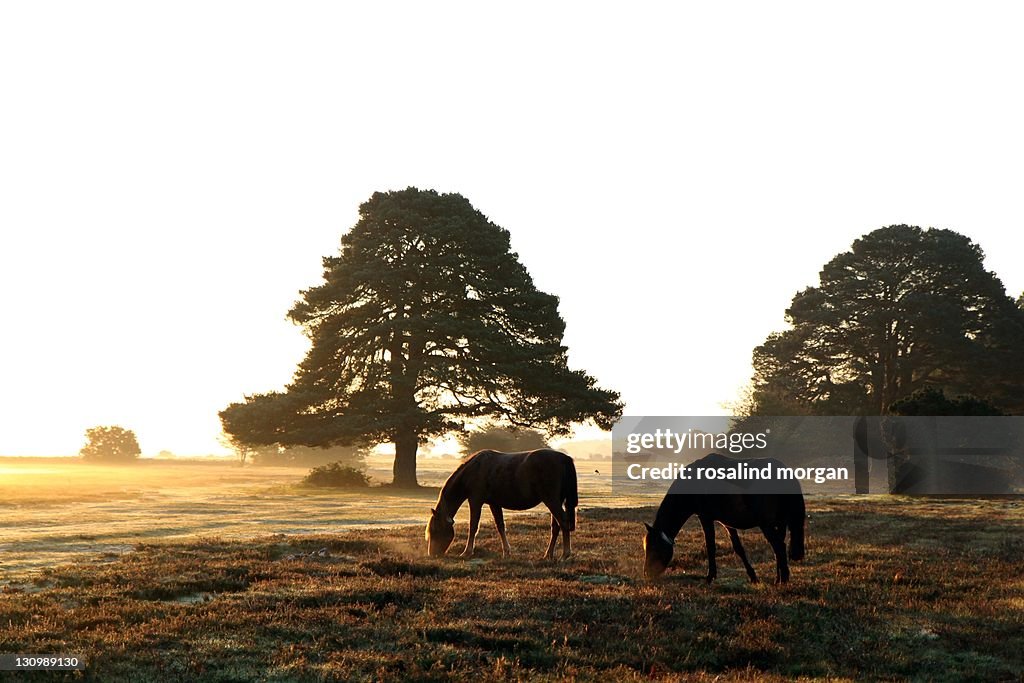 New forest feral horses grazing at dawn