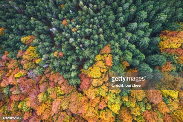 autumn forest from above - season change stock pictures, royalty-free photos & images