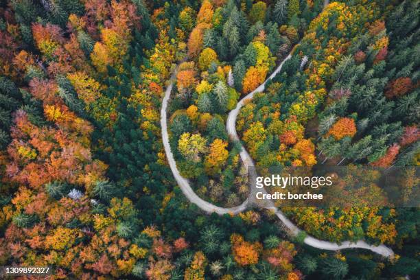 winding road in autumn forest - canopy walkway stock pictures, royalty-free photos & images