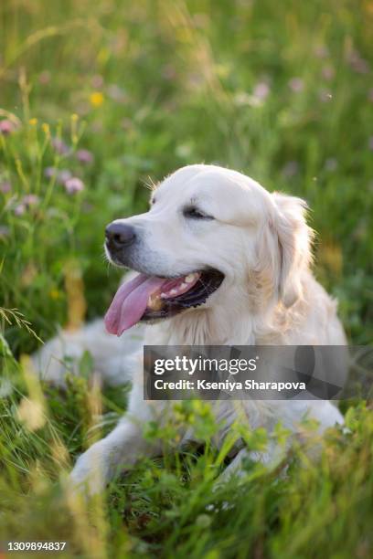 portrait of golden retriever lying in meadow at sunset - stock photo - golden retriever stock-fotos und bilder