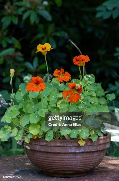 flowering nasturtium - nasturtium fotografías e imágenes de stock