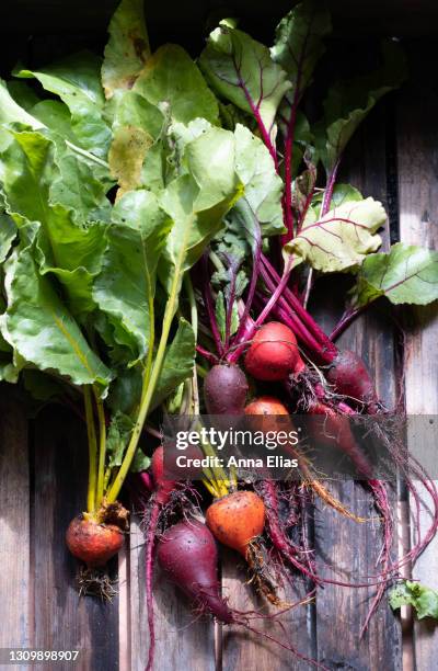 homegrown beetroot - remolacha fotografías e imágenes de stock