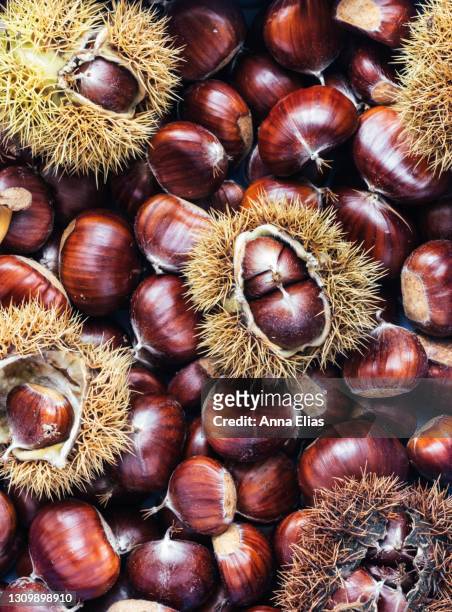 foraged sweet chestnuts - oktober stockfoto's en -beelden