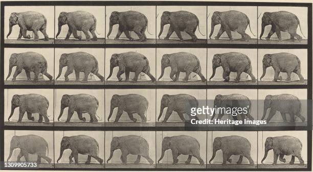 Plate Number 733. Elephant walking, 1887. Artist Eadweard J Muybridge. .