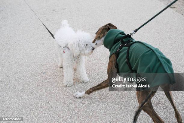 two dogs playing together while having a walk.copy space - poodle stock pictures, royalty-free photos & images