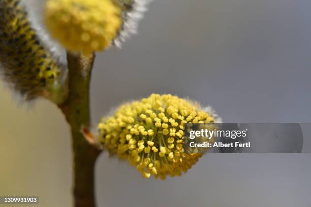weidenkätzchen - pussy willow stock pictures, royalty-free photos & images